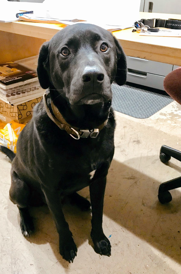 Oak Hill Printing Company in Austin Texas shop dog